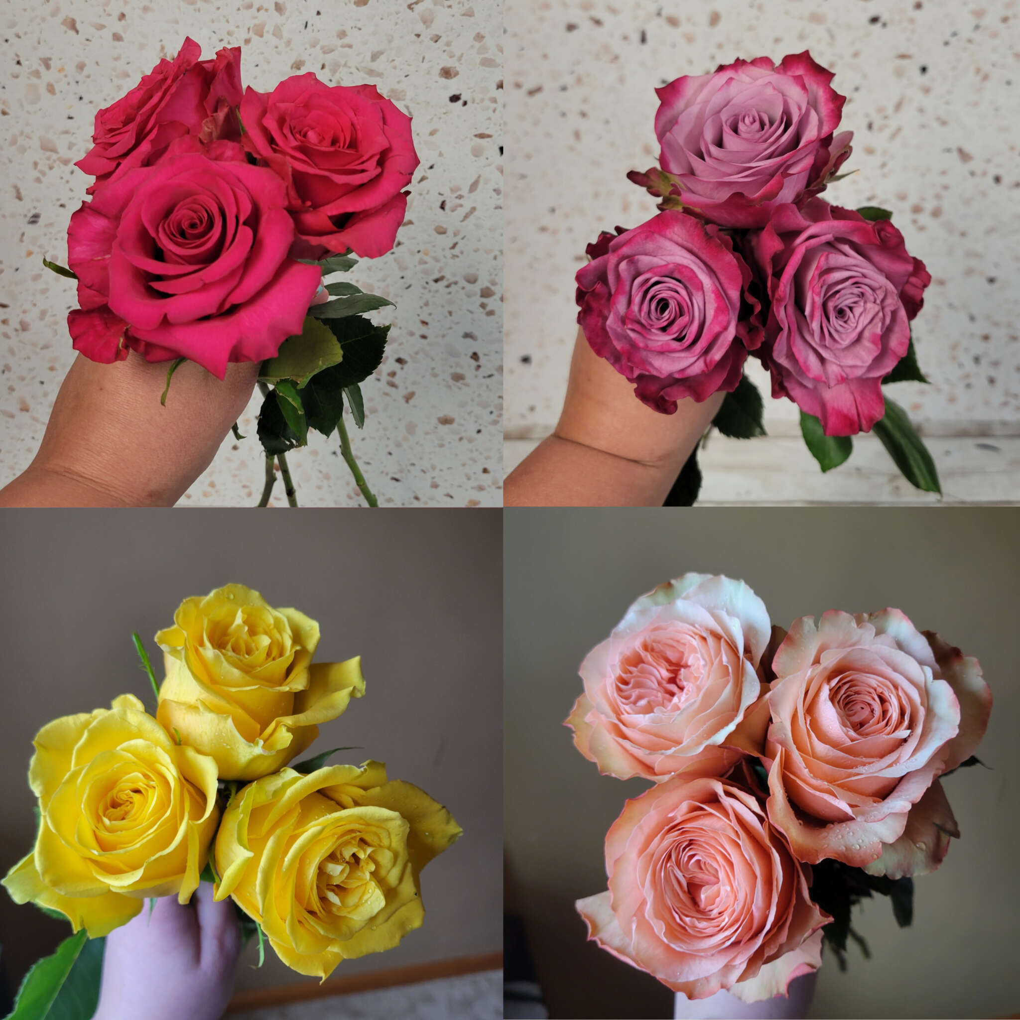 Roses for Spring Collage concert